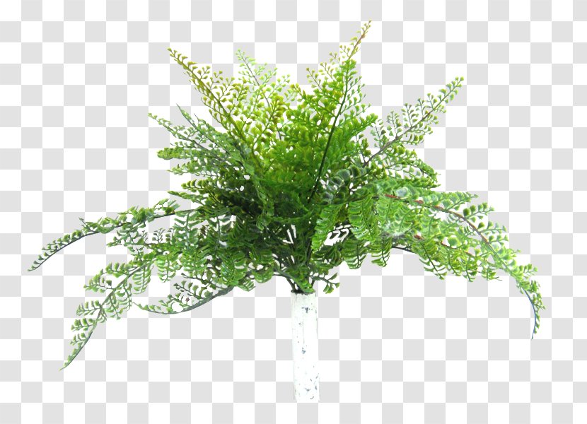 Fern Cloud 9 Event Management Tree Kalang Road Shrub - Leaf - Cycad Transparent PNG