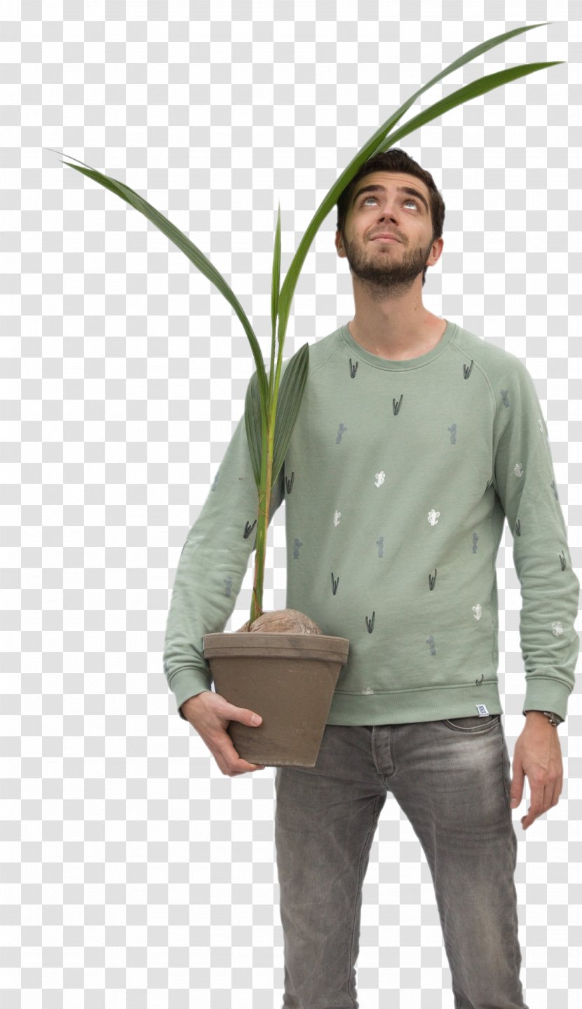 Houseplant Pygmy Date Palm Polyscias Leaf - Bathroom - Plant Transparent PNG