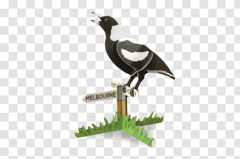 Australian Magpie Bird Vocalization Songbird - Omnivore Transparent PNG