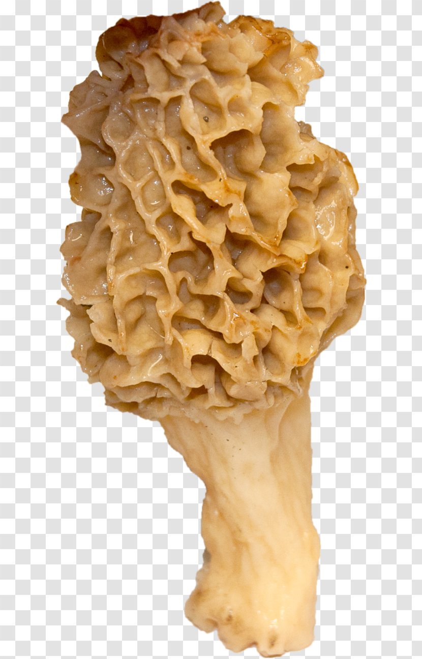 Edible Mushroom - Morel Transparent PNG