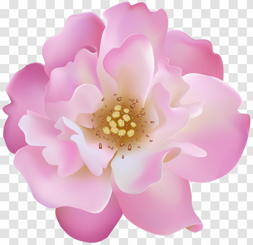 Pink Flower Cartoon - Perennial Plant Wildflower Transparent PNG