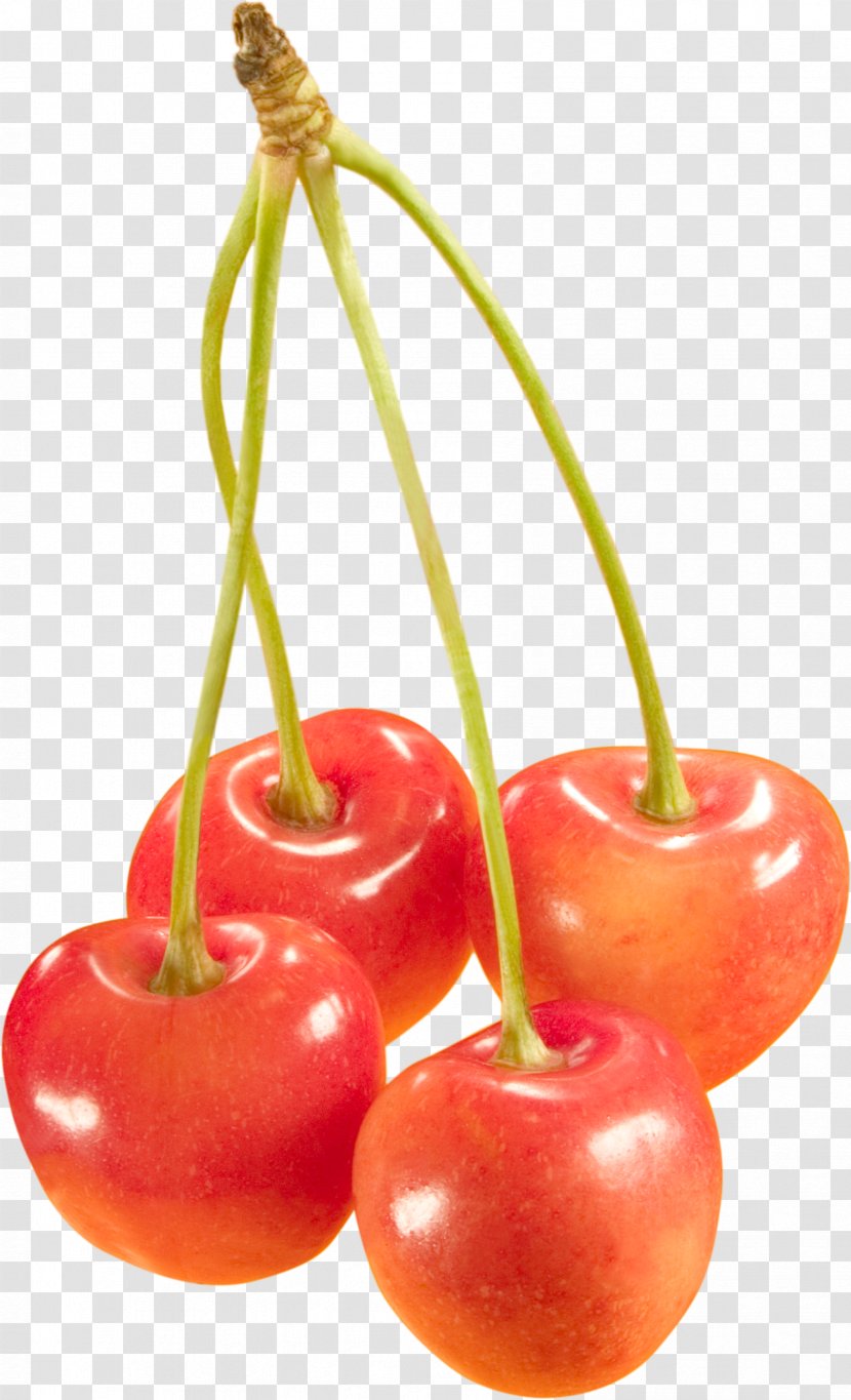 Sweet Cherry Cerasus Fruit - Image File Formats Transparent PNG