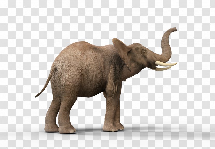 Indian Elephant African Elephantidae Tusk DeviantArt Transparent PNG