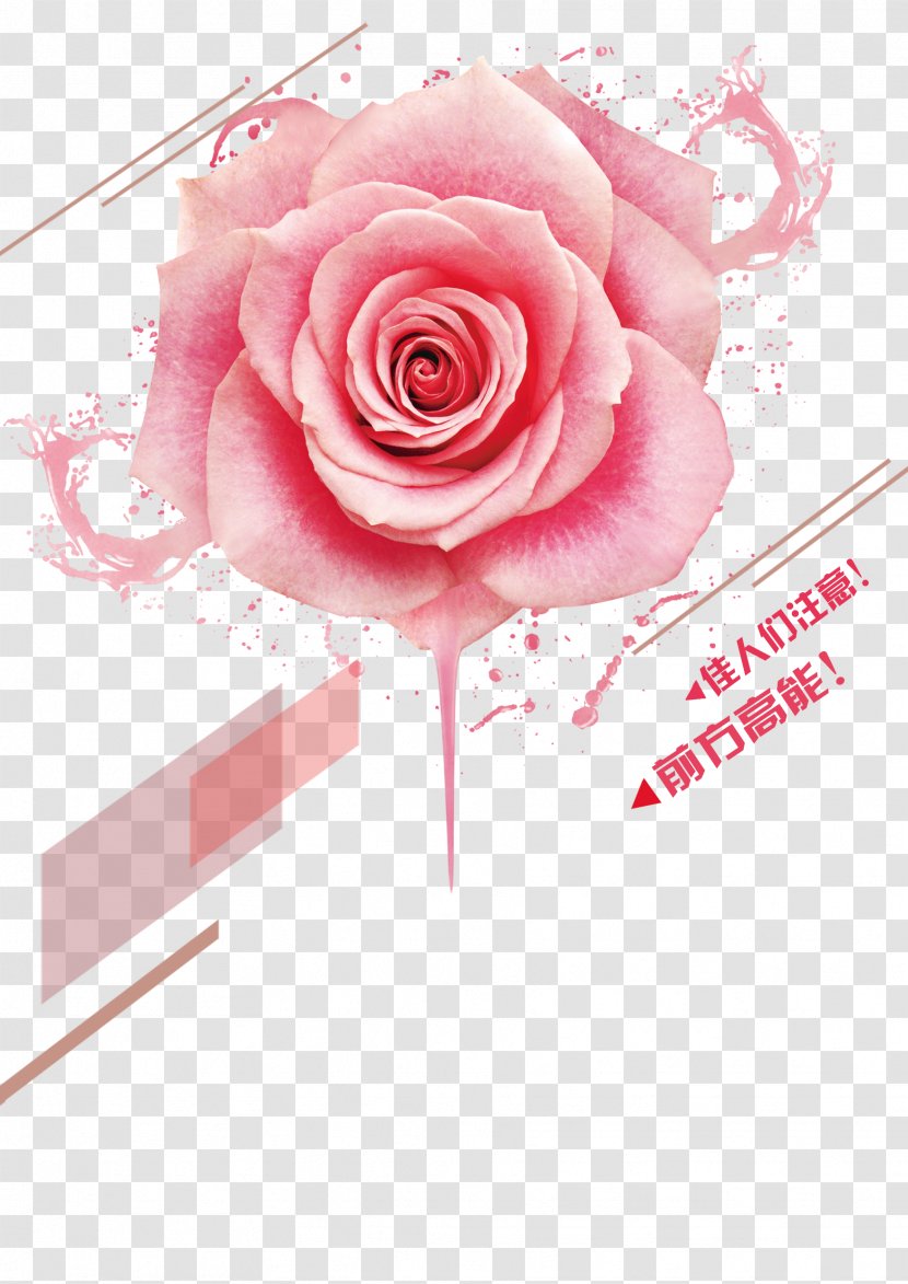 Beach Rose Pink Color Cosmetics - Flower Arranging - Pink-painted Floral Background Transparent PNG