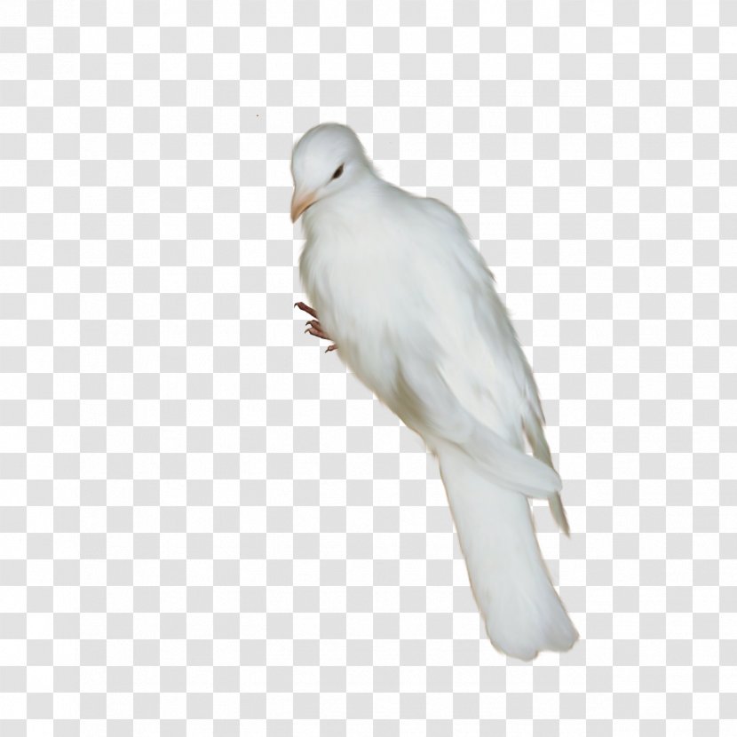 Homing Pigeon Bird Oriental Roller Release Dove Beak Transparent PNG