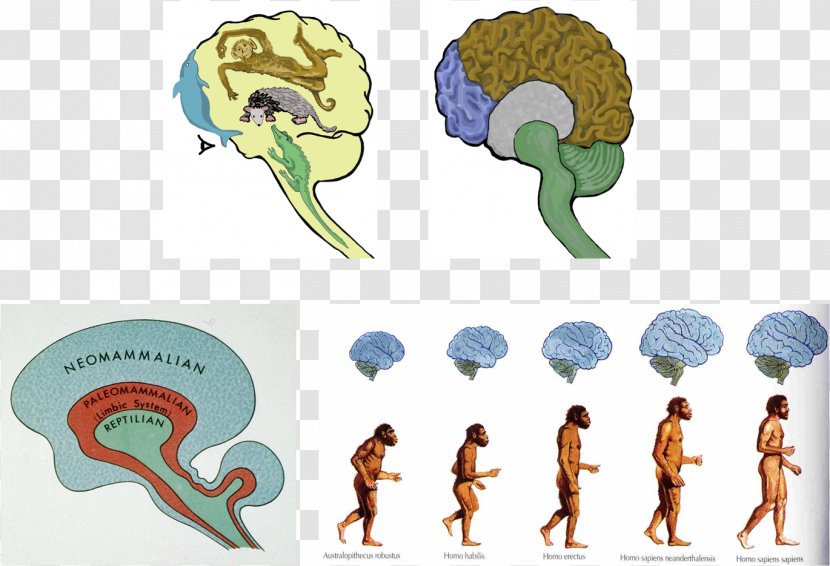 Neanderthal Brain Size Human Evolution - Watercolor Transparent PNG