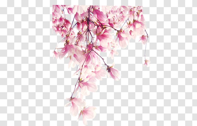 Flower - Branch - Pink Transparent PNG