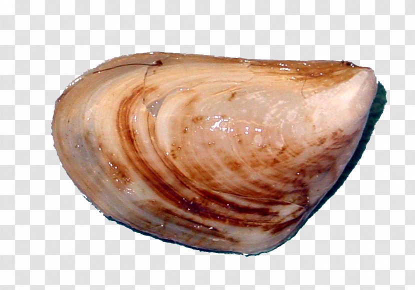 Quagga Mussel Zebra Great Lakes - Seashell Transparent PNG