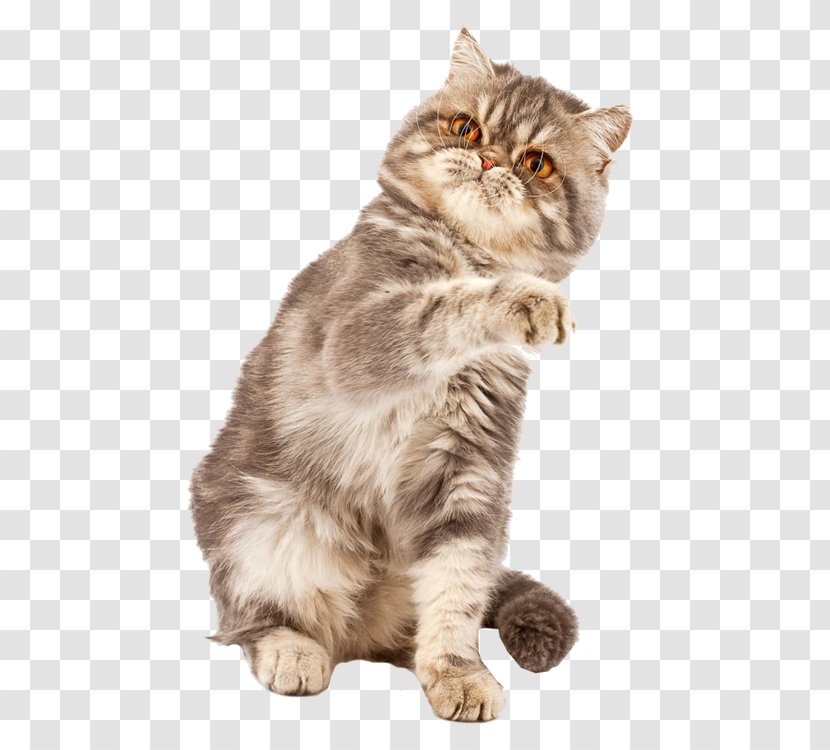 Exotic Shorthair British Kitten Laser Pointer Stock Photography - Cute Cat Transparent PNG