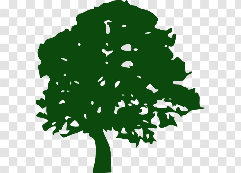 Oak Tree Giant Sequoia Clip Art - Woody Plant Transparent PNG