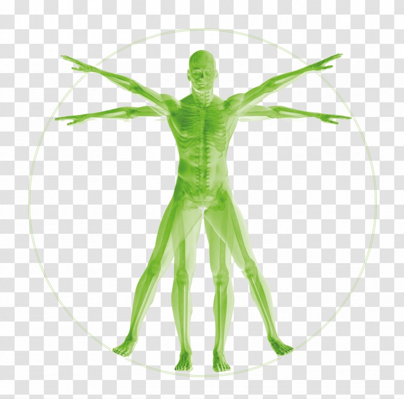 Vitruvian Man Human Body Anatomy Homo Sapiens Musculoskeletal System - Joint Transparent PNG