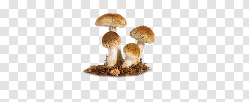 Edible Mushroom Clip Art - Shiitake Transparent PNG