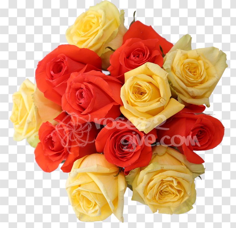 Garden Roses Yellow Orange Red Flower Transparent PNG
