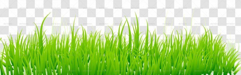 Lawn Green Royalty-free - Fodder - Grass Transparent PNG