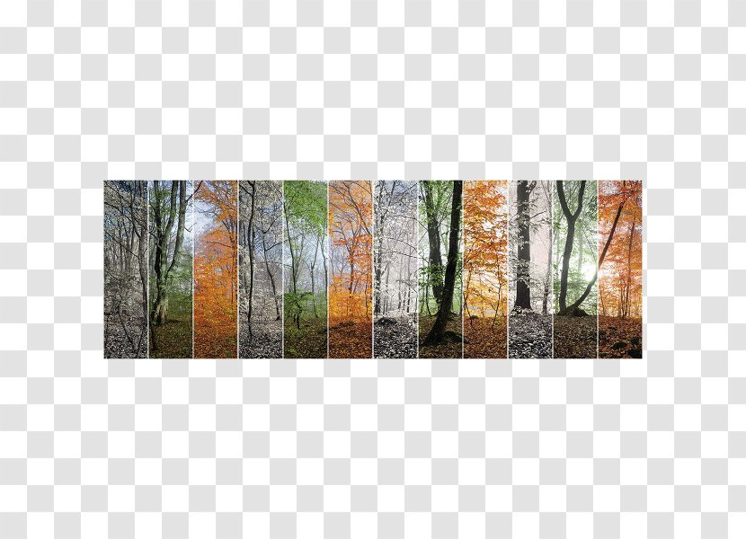 Four Seasons Hotels And Resorts Forest Photography Art - Trunk Transparent PNG