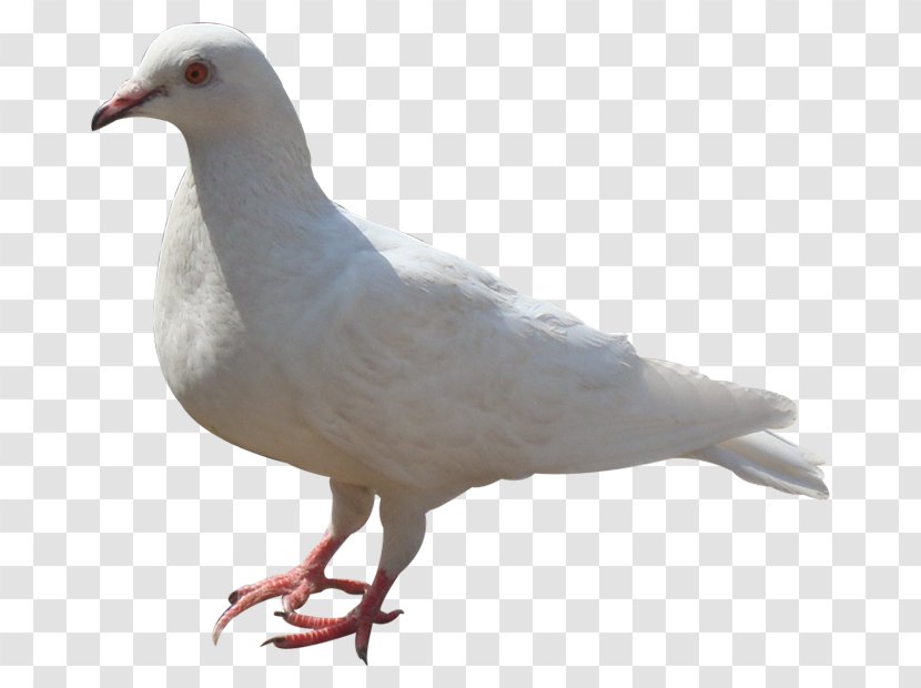 Columbidae Adobe Illustrator - Ducks Geese And Swans - Pigeon Transparent PNG