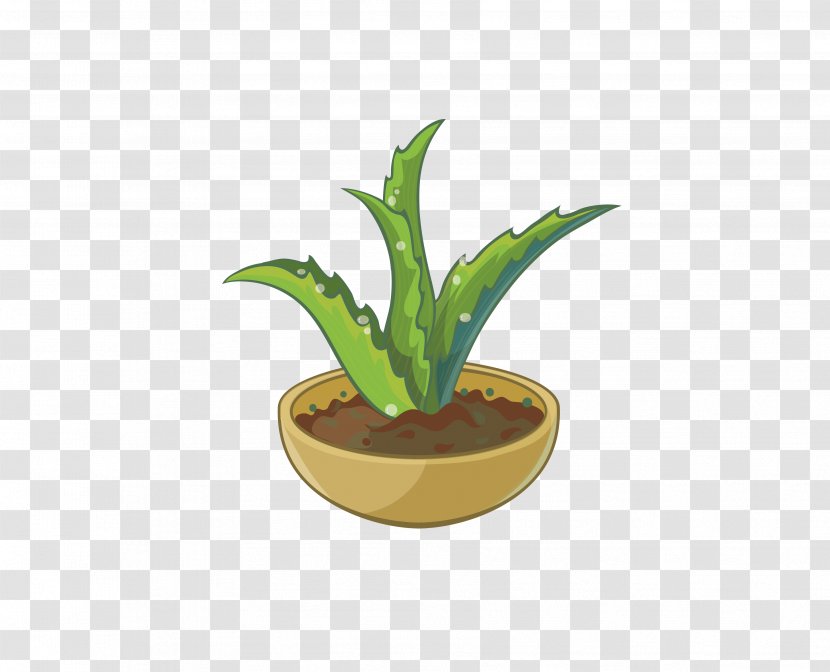 Aloe Cartoon - Cactaceae - Potted Transparent PNG
