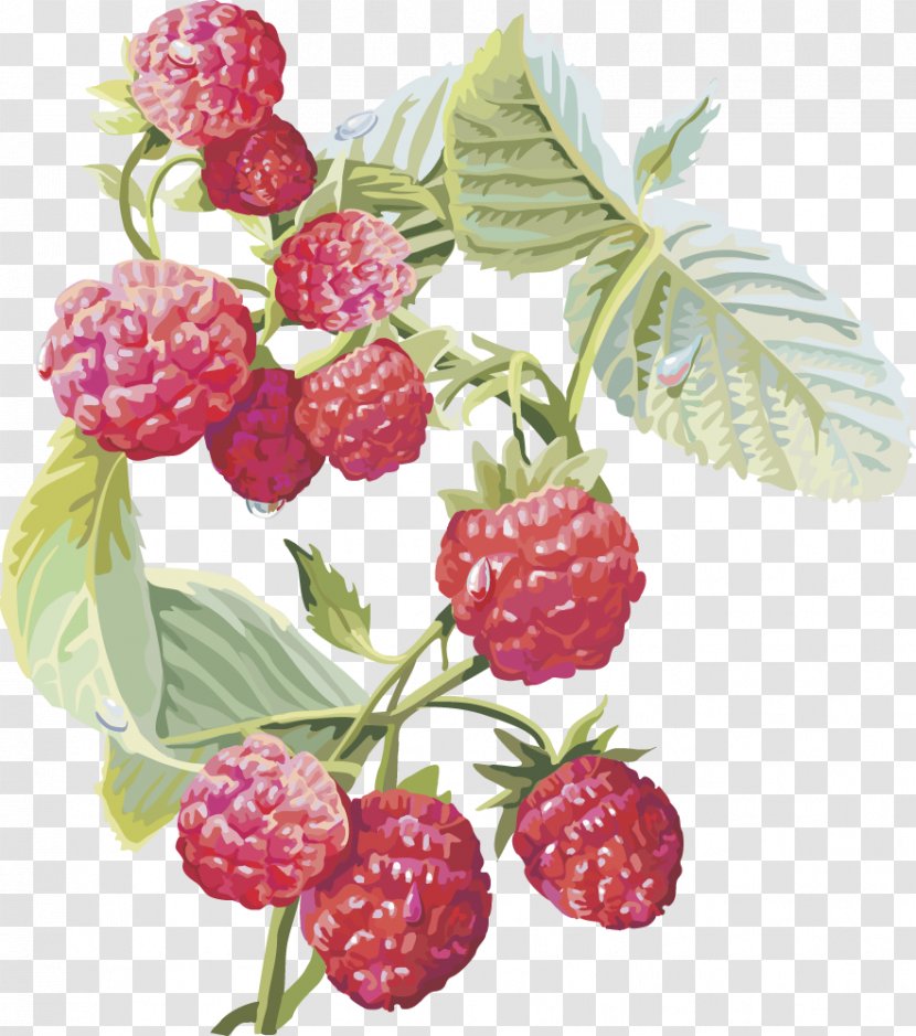 Frutti Di Bosco Red Raspberry Musk Strawberry Fruit - Plant - Cranberry Cherries Transparent PNG