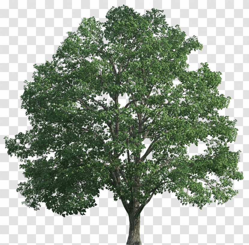 Tree Desktop Wallpaper Oak Clip Art - Crown - Walnut Transparent PNG