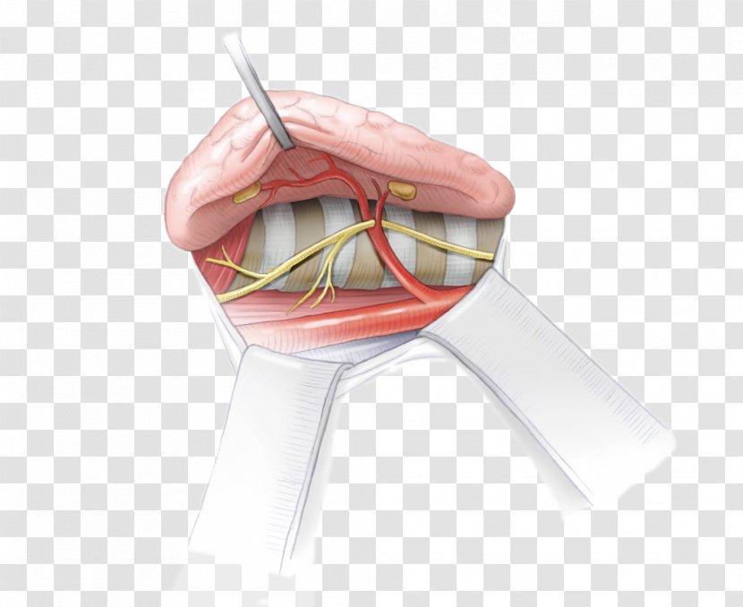 Parathyroid Gland Recurrent Laryngeal Nerve Human Anatomy - Frame - Surgery Transparent PNG