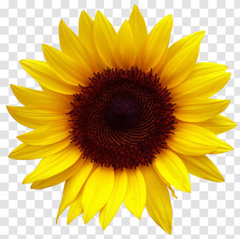 Common Sunflower Seed - Yellow - Golden Sunflowers Transparent PNG