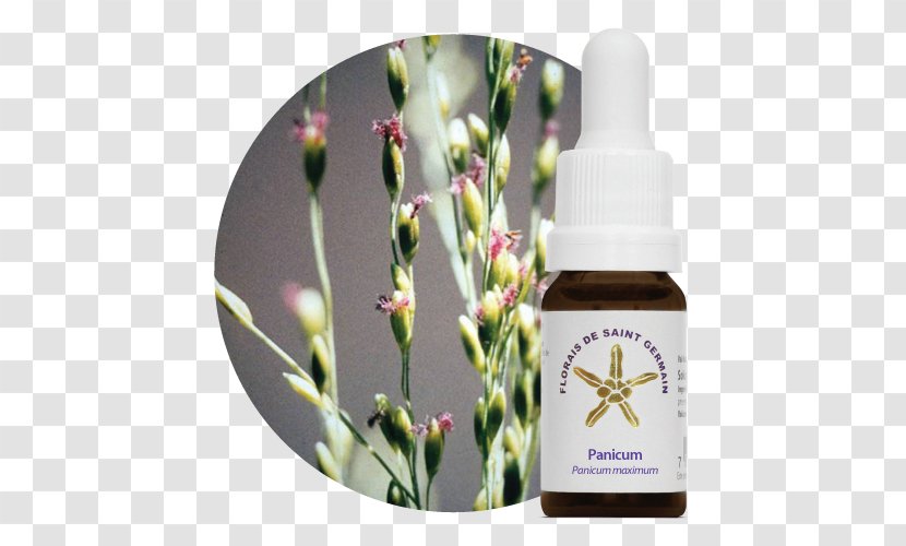 Bach Flower Remedies Florais De Saint Germain Therapy Panicgrass - Natupoint Transparent PNG