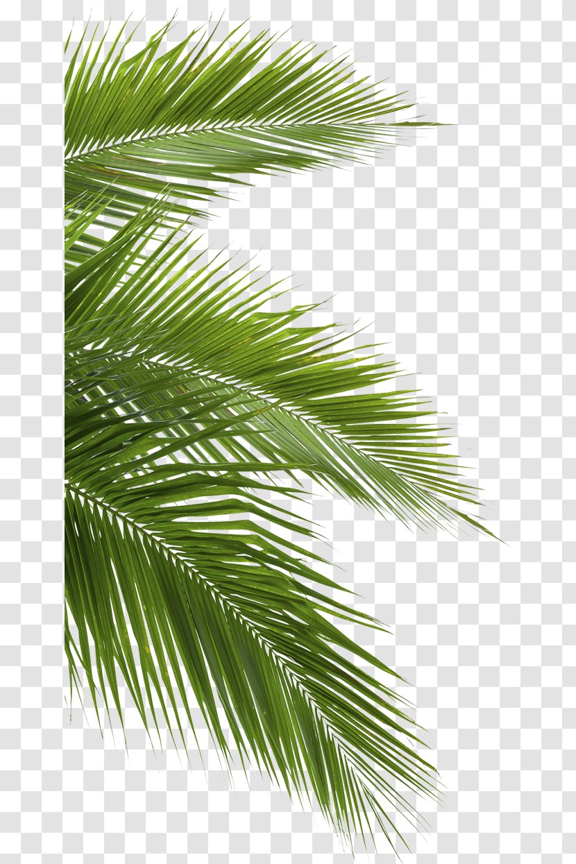 Coconut Arecaceae Leaf White - Color - Jungle Transparent PNG