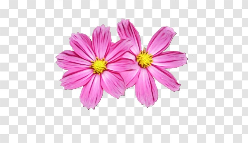 Drawing Of Family - Wildflower - Perennial Plant African Daisy Transparent PNG