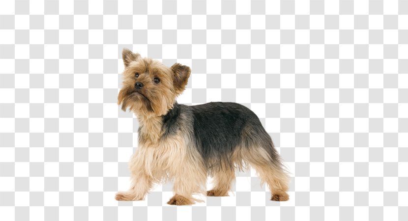 Yorkshire Terrier Australian Silky Norwich Norfolk - Vulnerable Native Breeds - Puppy Transparent PNG