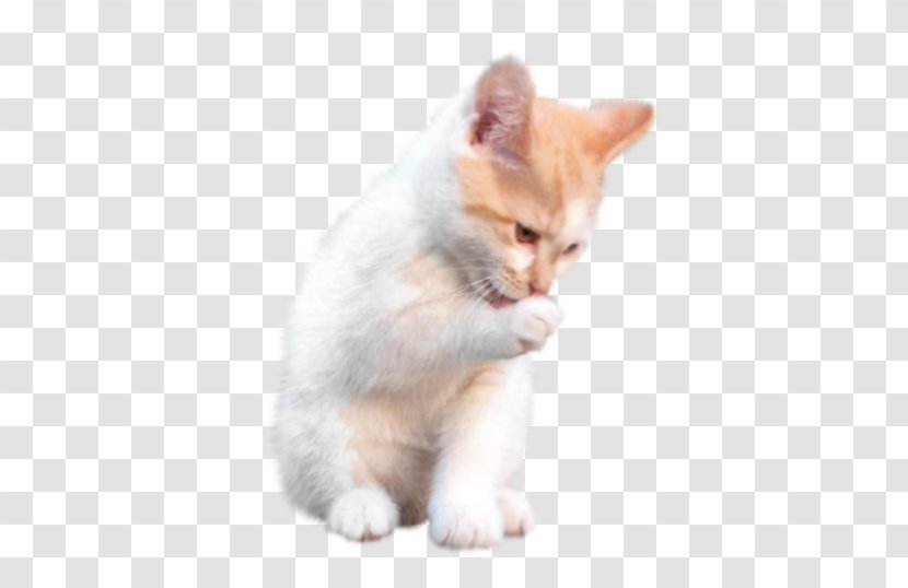 Whiskers Aegean Cat Kitten Domestic Short-haired Paw - Small To Medium Sized Cats Transparent PNG