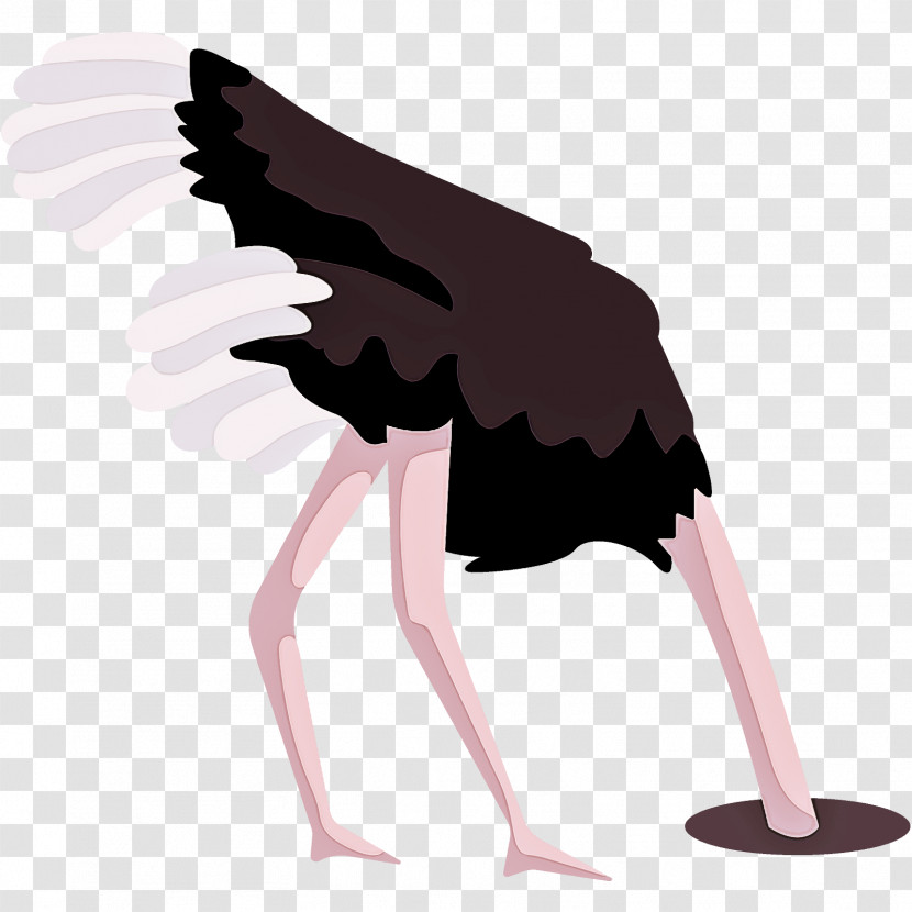 Bird Ostrich Beak Wing Transparent PNG