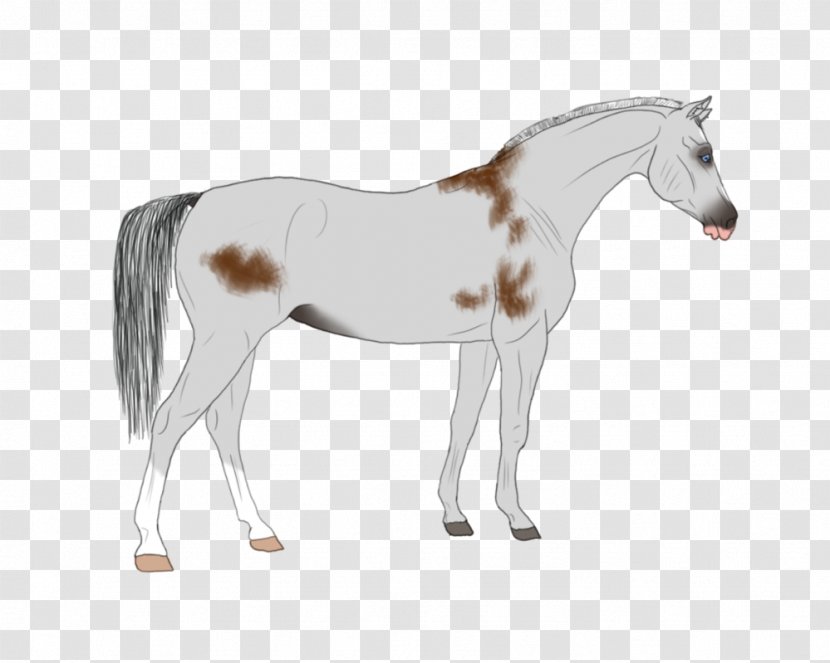 Mustang Foal Stallion Mare Colt - Pony Transparent PNG