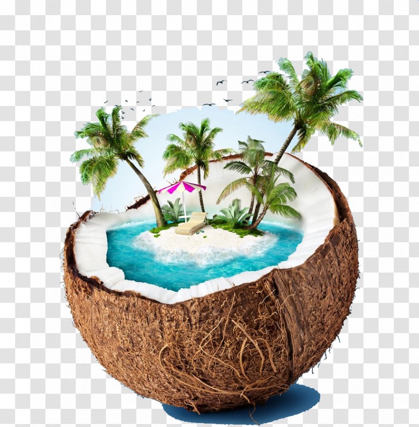 Siargao Coconut Water Beach Stock Photography - Arecaceae Transparent PNG