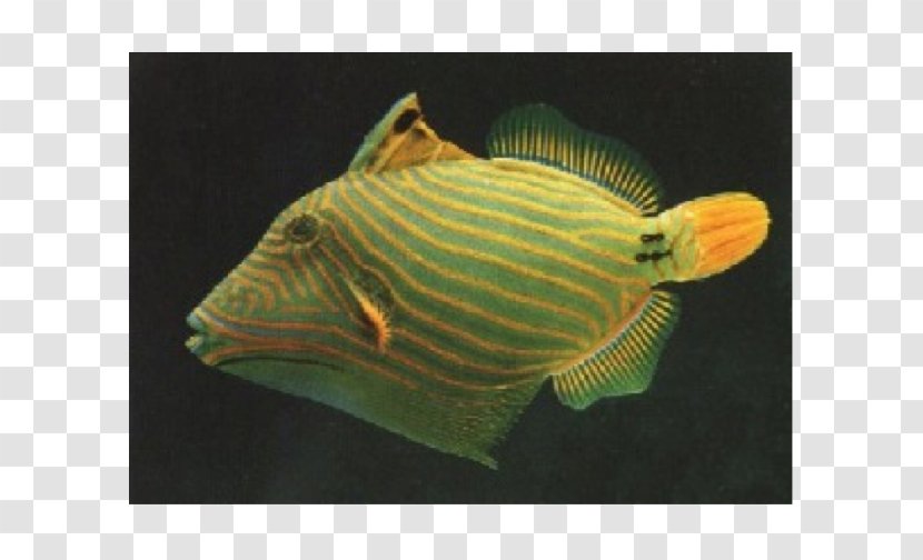 Orange-lined Triggerfish Lagoon Clown Angelfish - Orangelined - Seawater Fish Transparent PNG