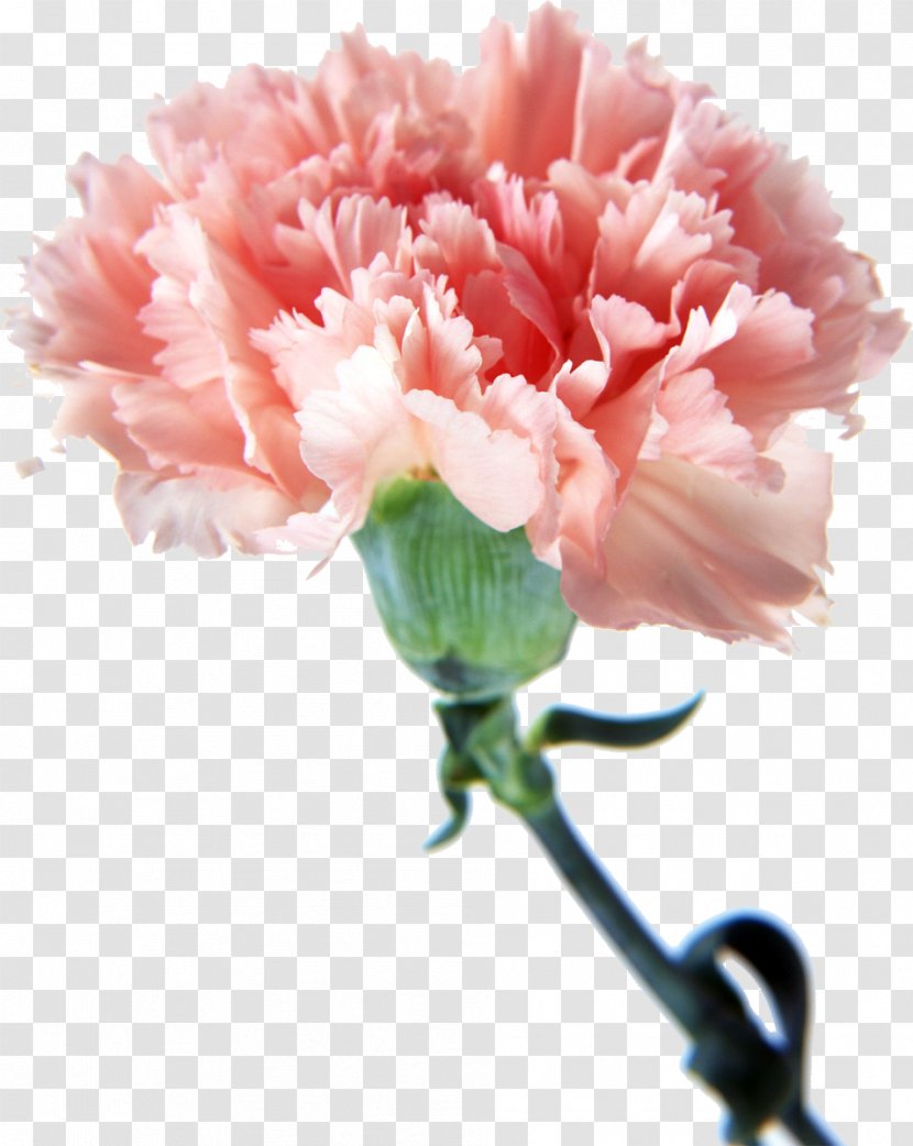 Carnation Cut Flowers Pink Mother's Day - Symbol - CARNATION Transparent PNG