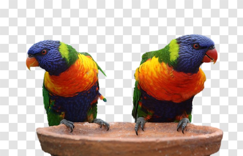 Bird Perroquet Parrot Australia True Macaws Transparent PNG