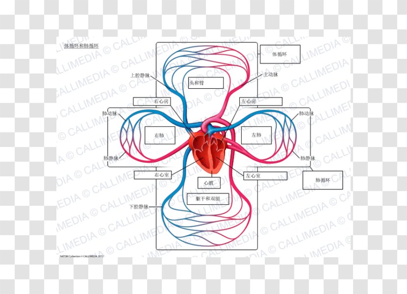 Pulmonary Circulation Lung Systemic Circulatory System Vein - Frame - Heart Transparent PNG