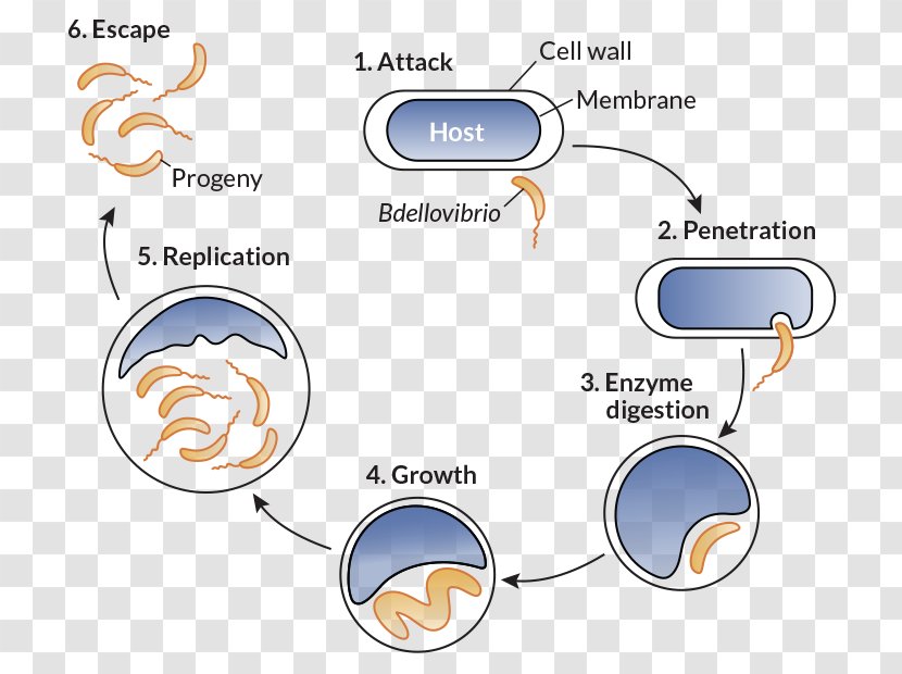 Bdellovibrio Bacteria Antibiotics Vampirococcus Infection - Science Transparent PNG