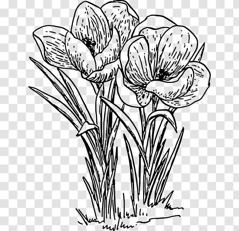 Rose Flower Drawing Clip Art - Plant - Crocus Transparent PNG