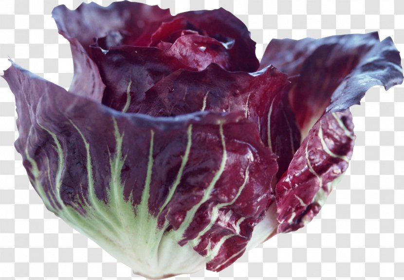 Red Cabbage Vegetable Food - Celery Transparent PNG
