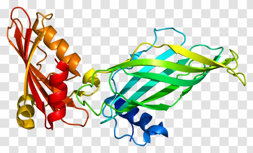 COPG COPI Coatomer Protein Clip Art - Tree - Heart Transparent PNG