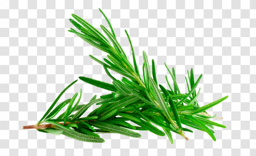 Herbaceous Plant Rosemary Gum Trees Essential Oil - Grass Transparent PNG