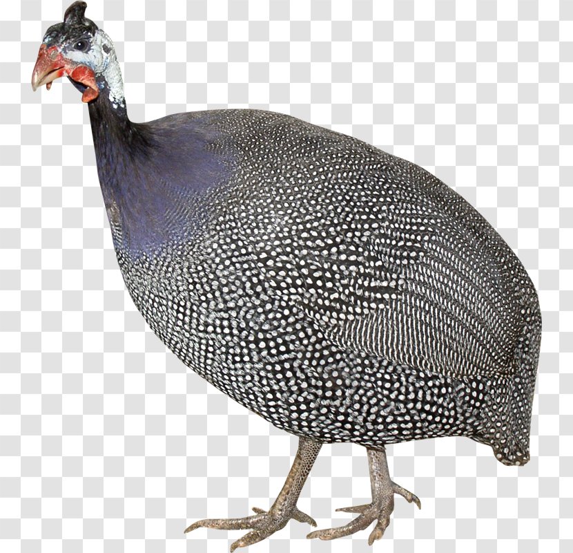 Turkey Domestic Guineafowl Chicken Poultry Clip Art - Beak - Aves Transparent PNG