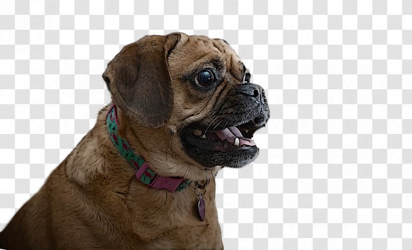 Puggle Pug Bullmastiff Snout Dog Collar Transparent PNG