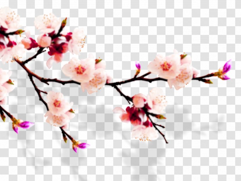 China Qingming Wedding Happiness - Twig - Plum Flower Transparent PNG