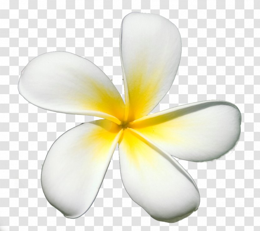 Frangipani Petal Flower Clip Art Image - Yellow Transparent PNG