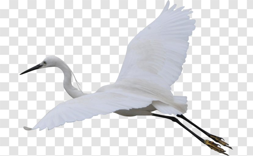 Fujian White Crane Bird Cygnini - Wing - Free Flying To Pull The Material Transparent PNG