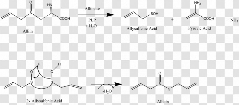 Allicin Diallyl Disulfide Alliin Sulfur Allioideae - White - Garlic Transparent PNG