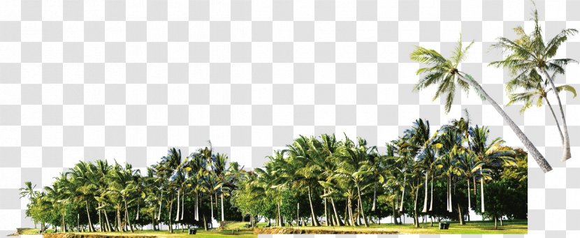 Coconut Grove Arecaceae - Plant Transparent PNG