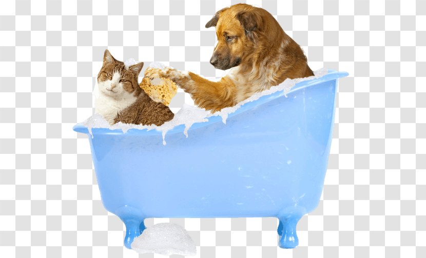Cat Dog Grooming Pet Veterinarian Pug - Groomer Transparent PNG
